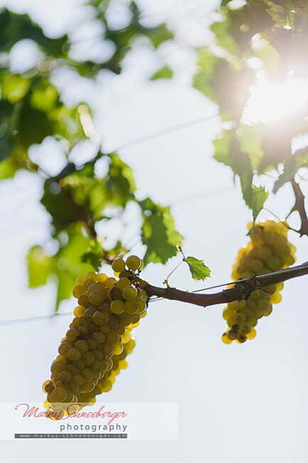 markus-schneeberger-photography-2013-09-06-15-16-52