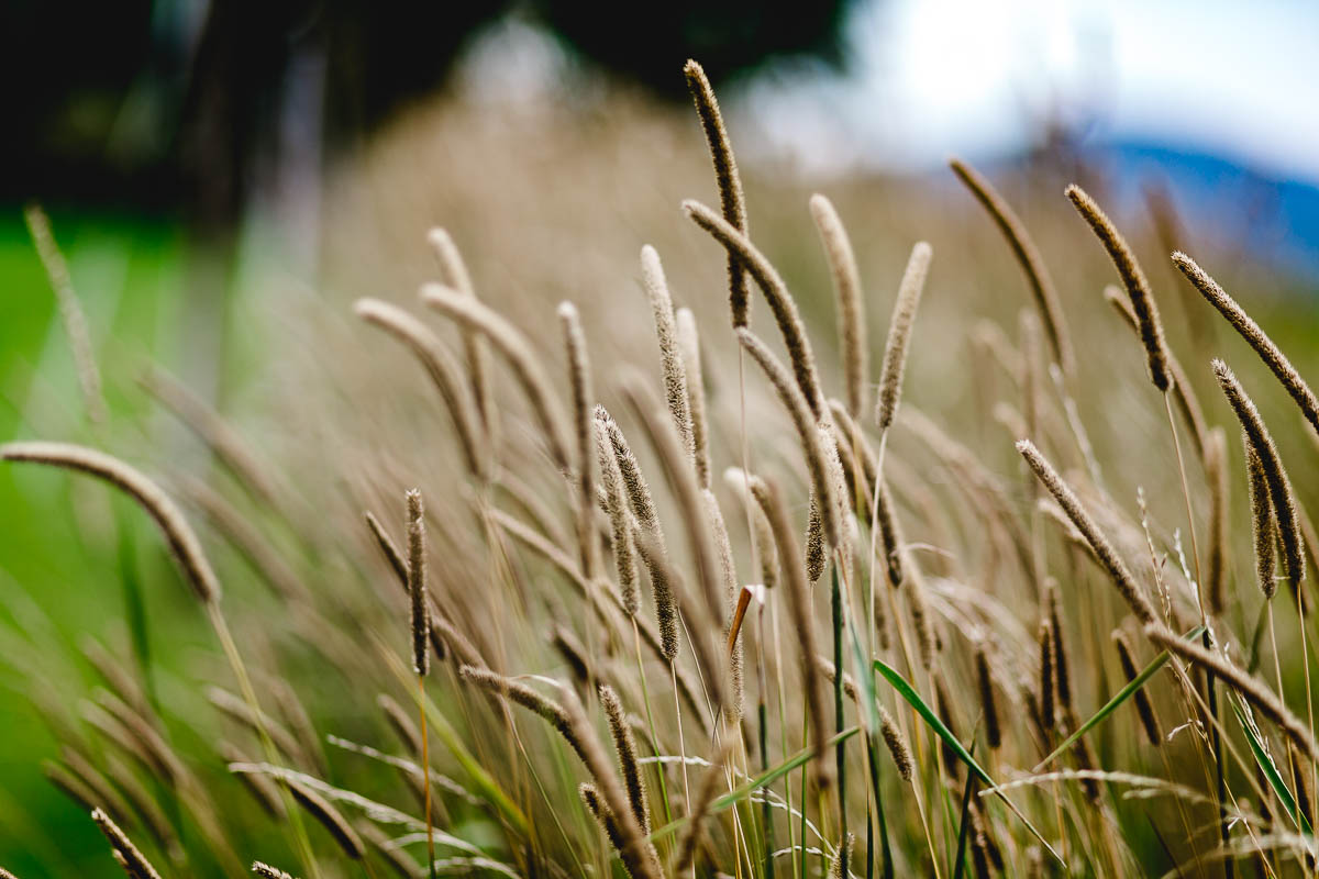 hochzeitsfotograf-markus-schneeberger-Bauernhof-Hochzeit- Linz-Muehlviertel-Vedahof-15 hochzeitsfotograf-markus-schneeberger-Bauernhof-Hochzeit- Linz-Muehlviertel-Vedahof-15